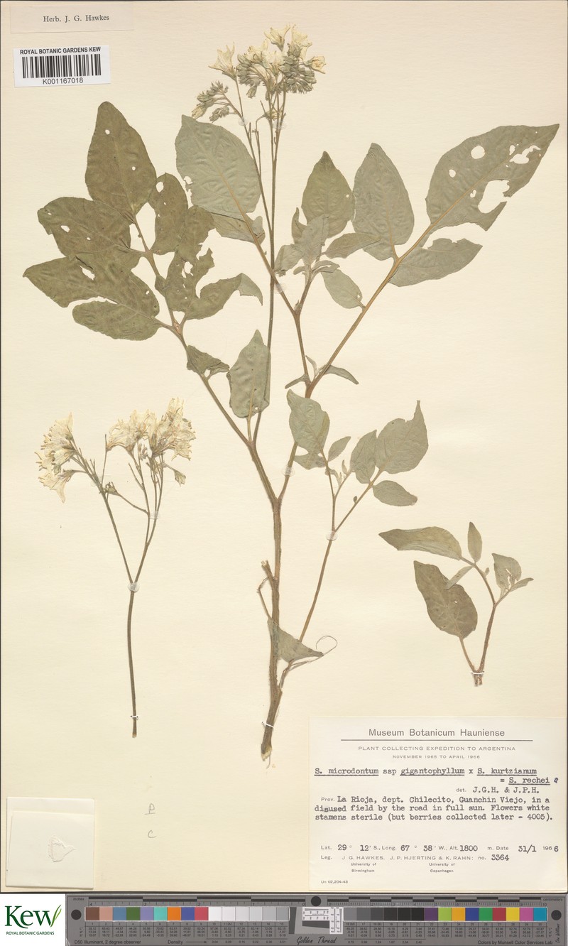 Solanum × rechei photo 4