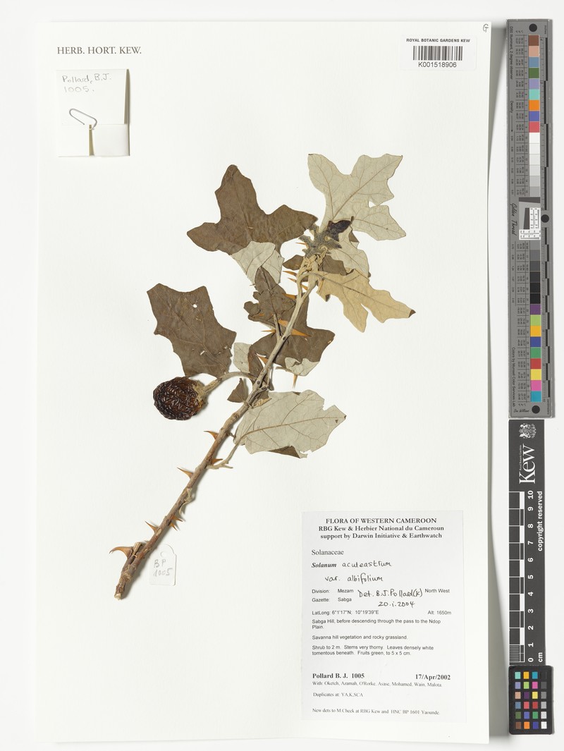 Solanum aculeastrum subsp. aculeastrum