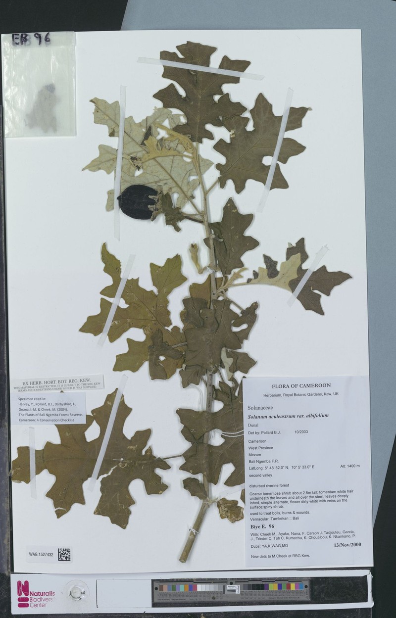 Solanum aculeastrum subsp. aculeastrum photo 2