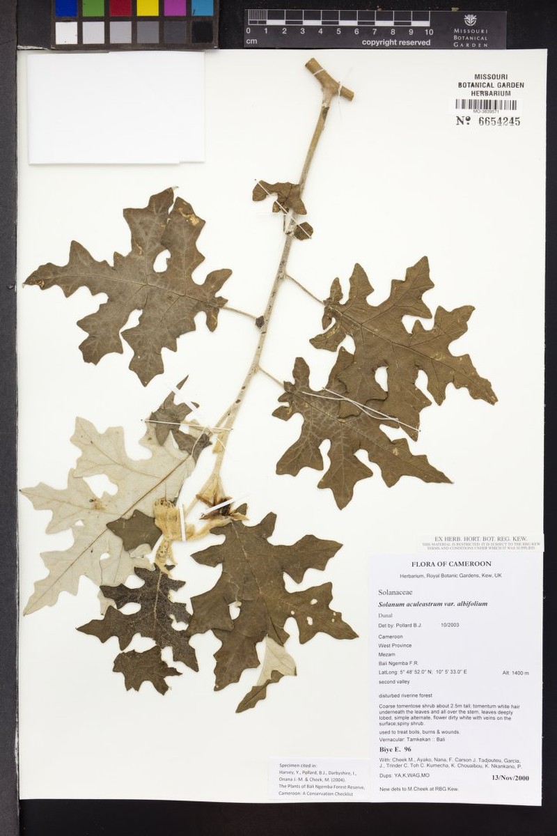 Solanum aculeastrum subsp. aculeastrum photo 3