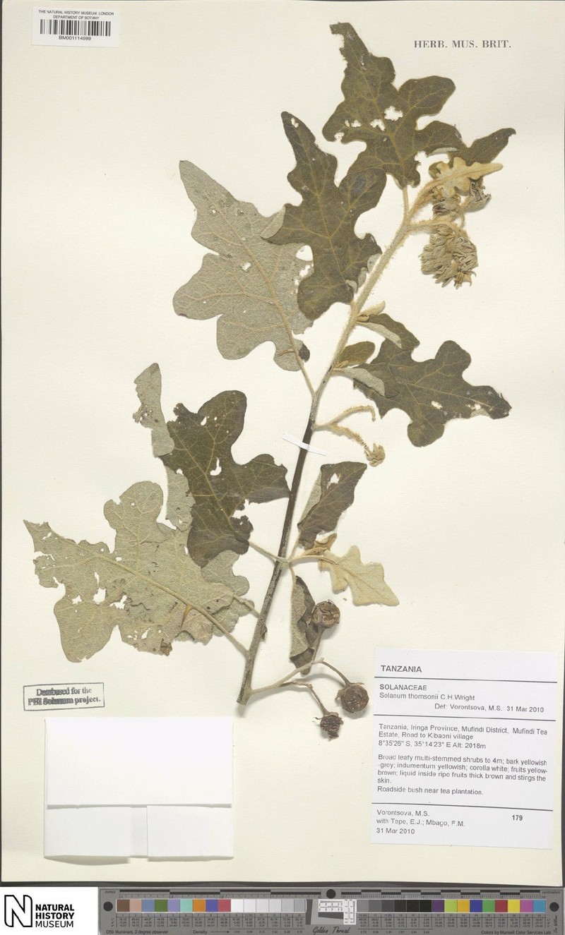 Solanum aculeastrum subsp. thomsonii