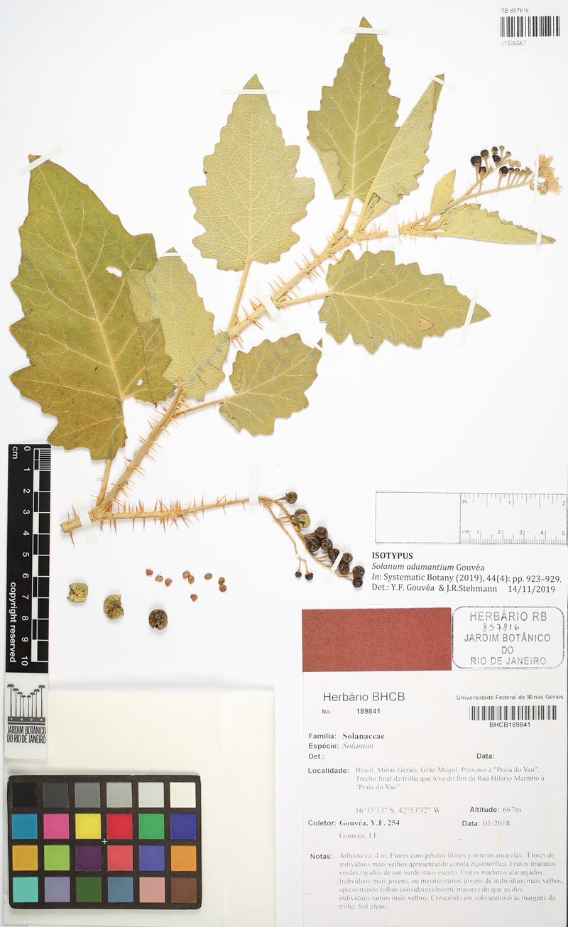 Solanum adamantium photo 2
