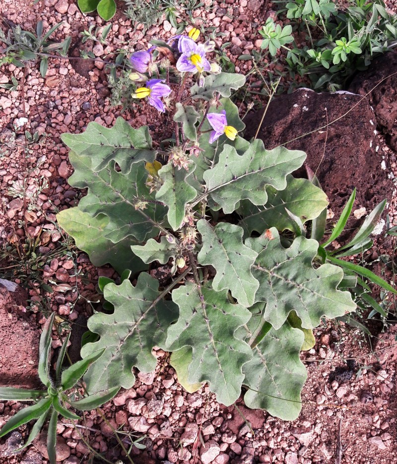 Solanum adoense photo 2