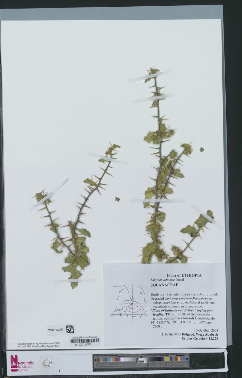 Solanum adoense photo 3