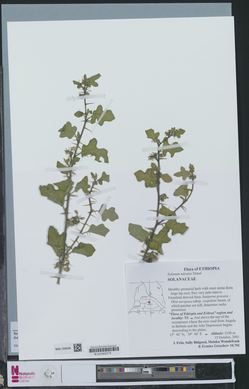 Solanum adoense photo 4