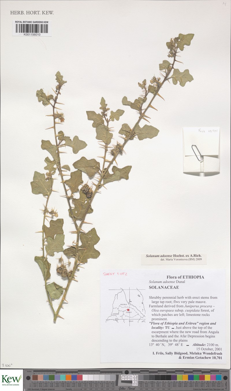 Solanum adoense photo 5