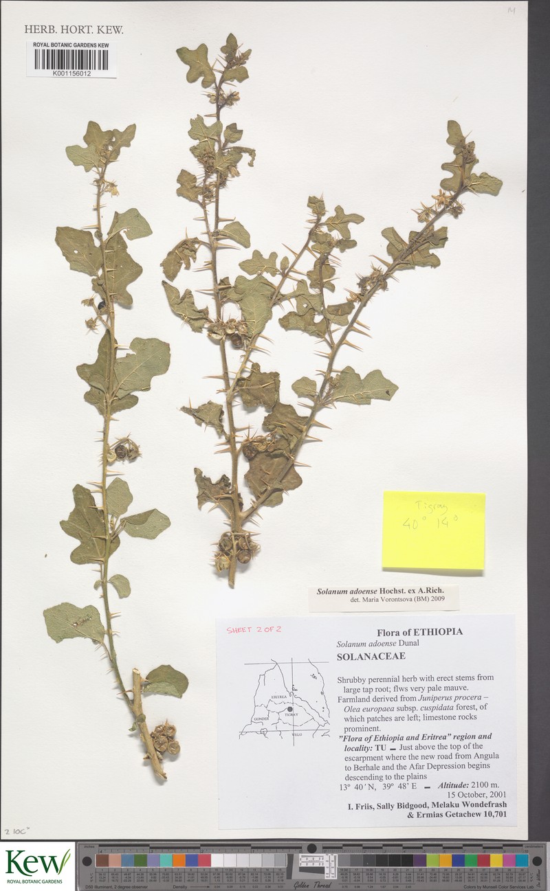 Solanum adoense photo 6