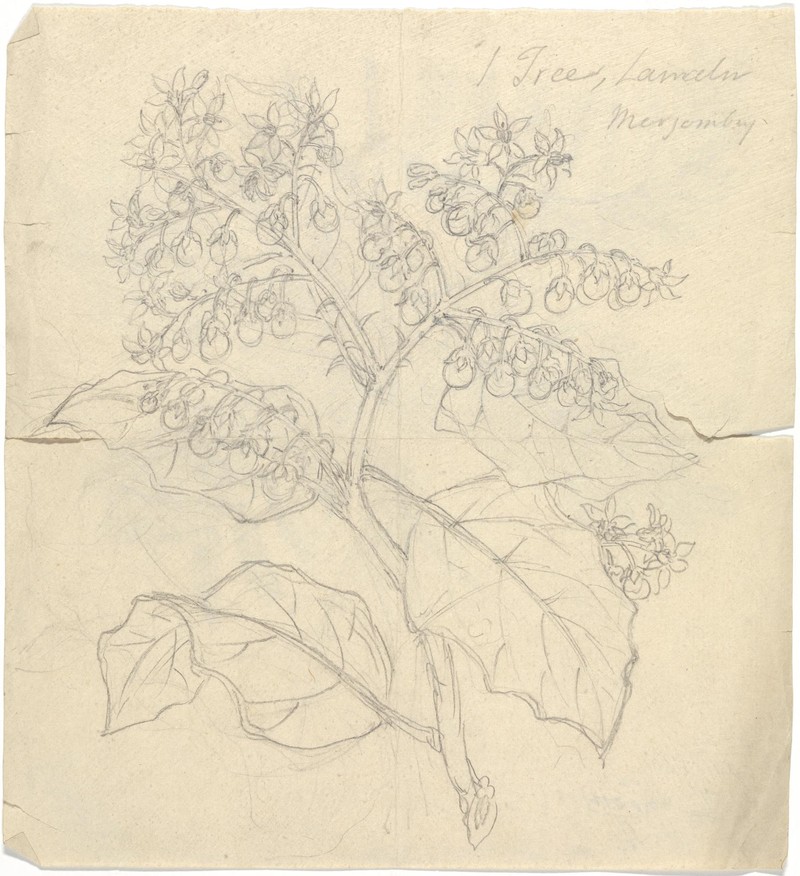 Solanum adoense