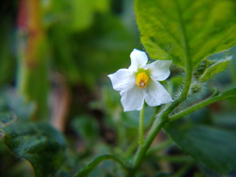 Sonoita Nightshade photo 4