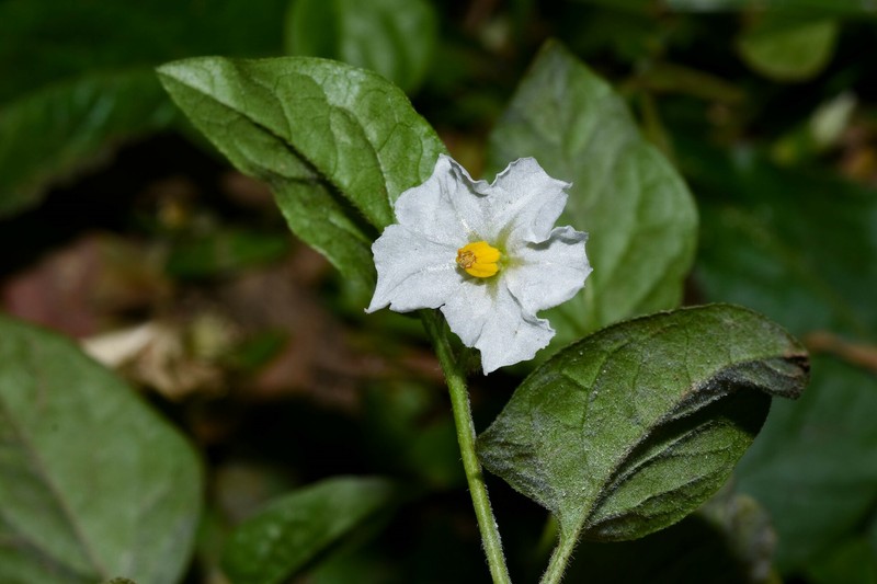 Sonoita Nightshade photo 6