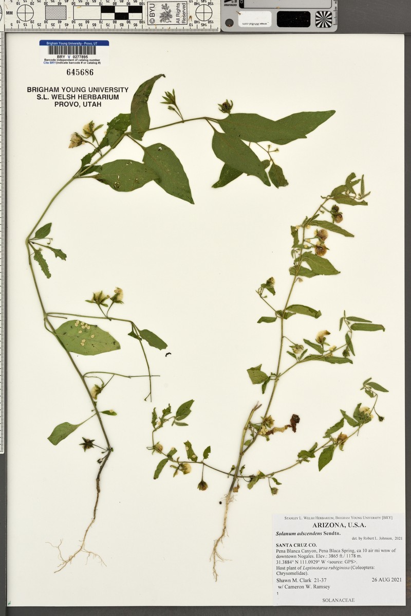 Sonoita Nightshade photo 7