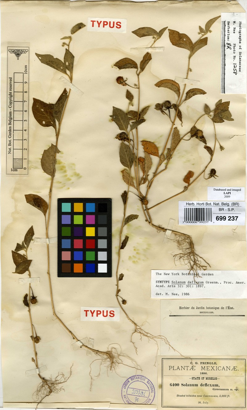 Sonoita Nightshade