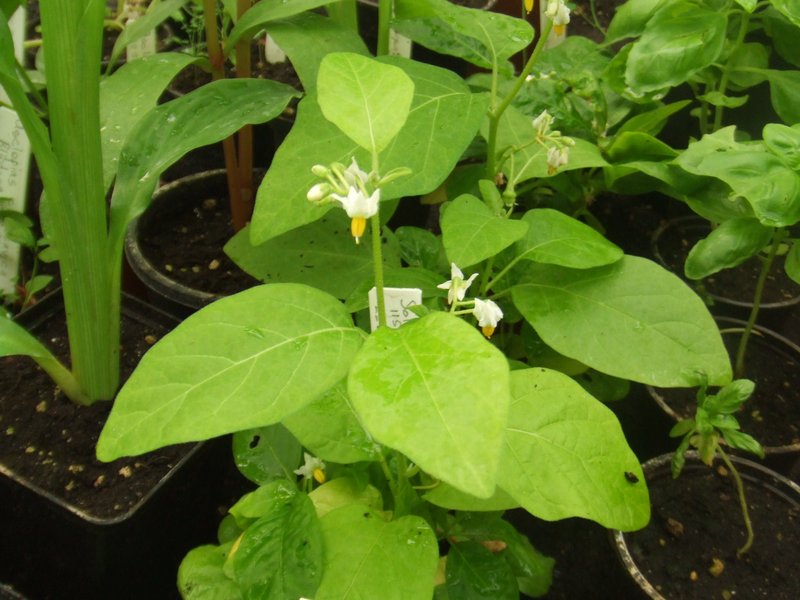 Ethiopian Nightshade