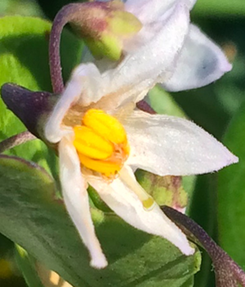 Solanum africanum