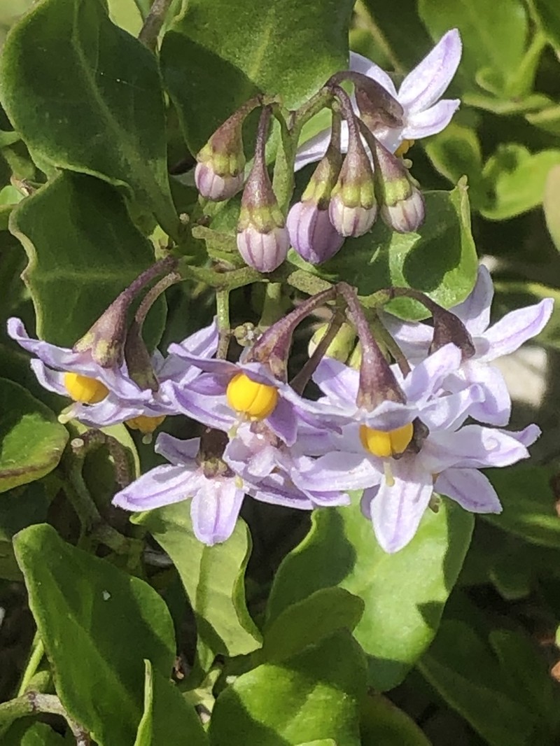 Solanum africanum photo 2