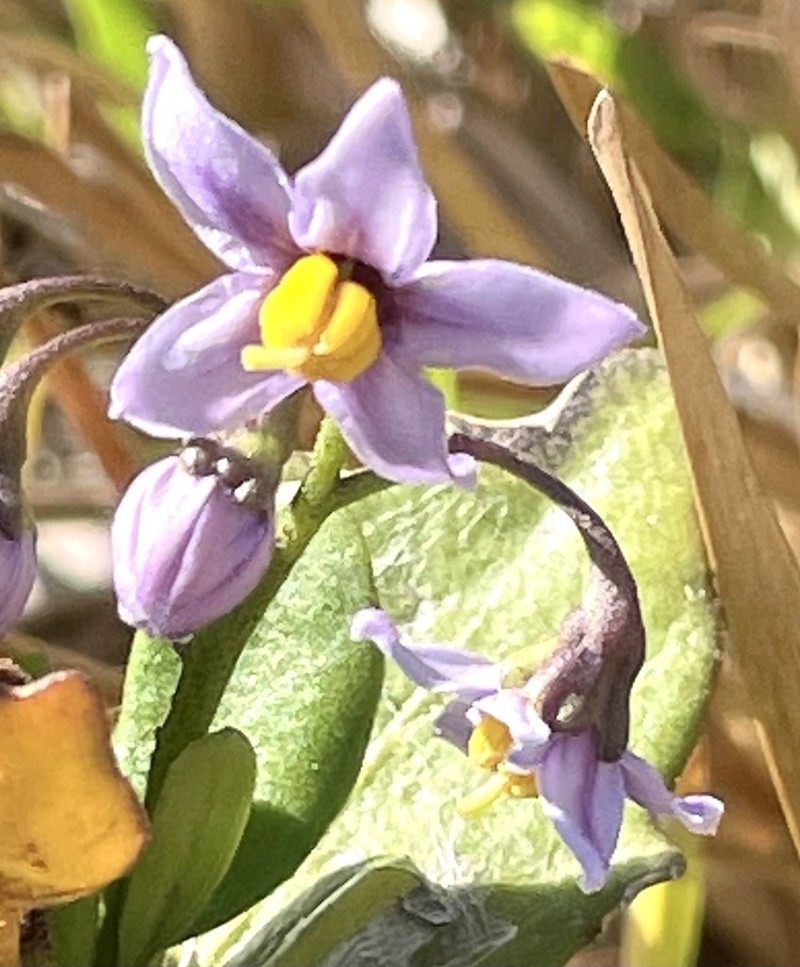 Solanum africanum photo 3