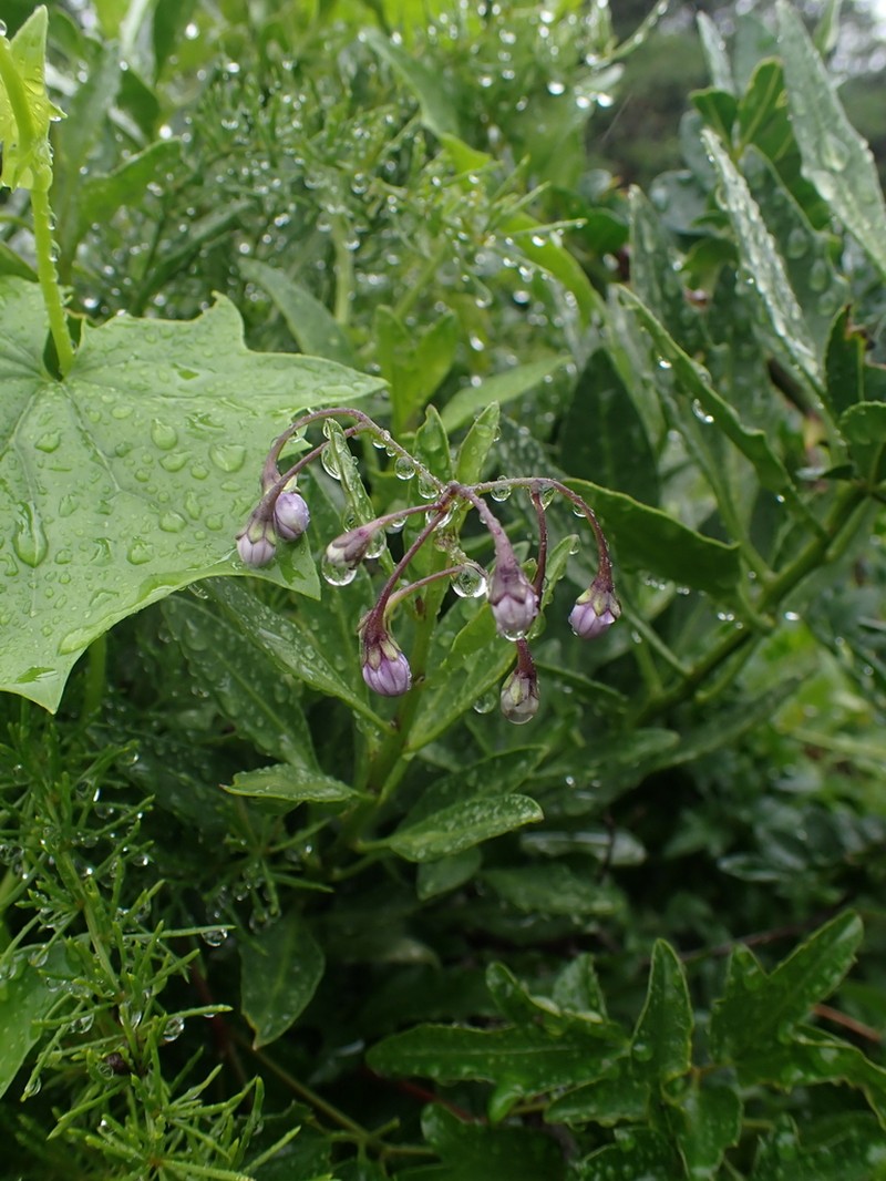 Solanum africanum photo 5