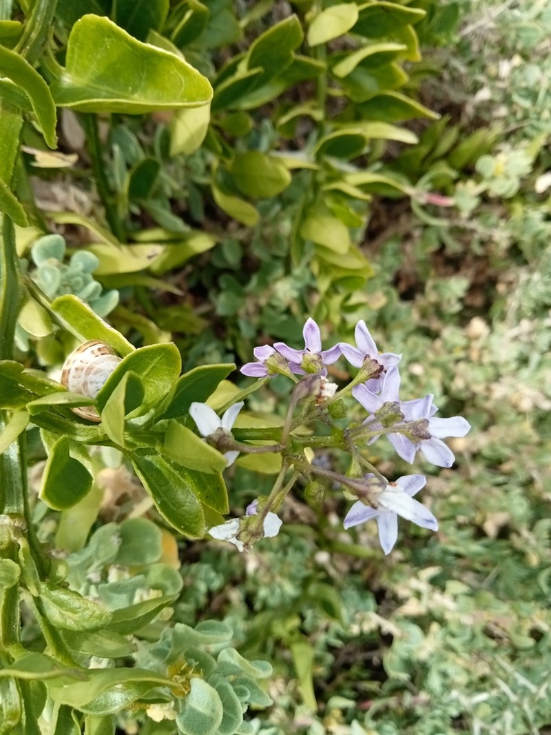 Solanum africanum photo 6
