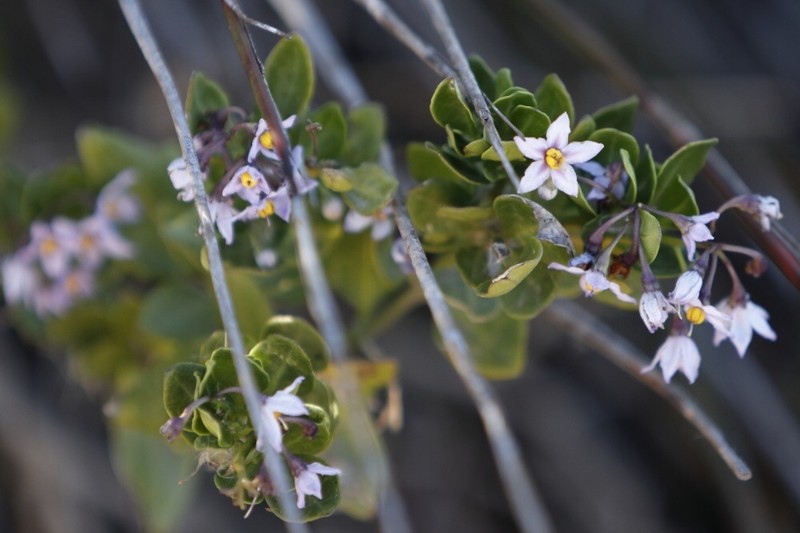 Solanum africanum photo 7