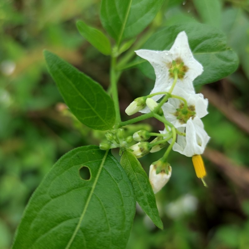 Solanum aloysiifolium