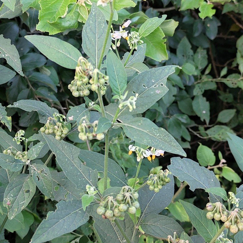 Solanum aloysiifolium photo 2