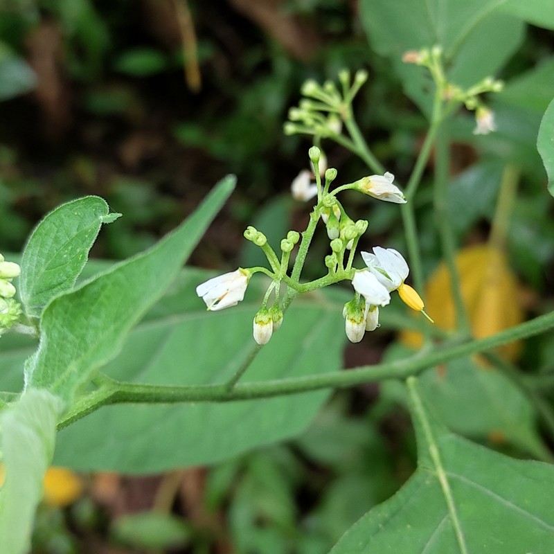 Solanum aloysiifolium photo 3