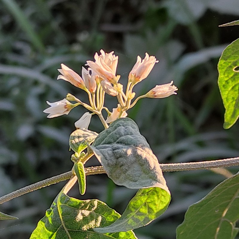 Solanum aloysiifolium photo 4