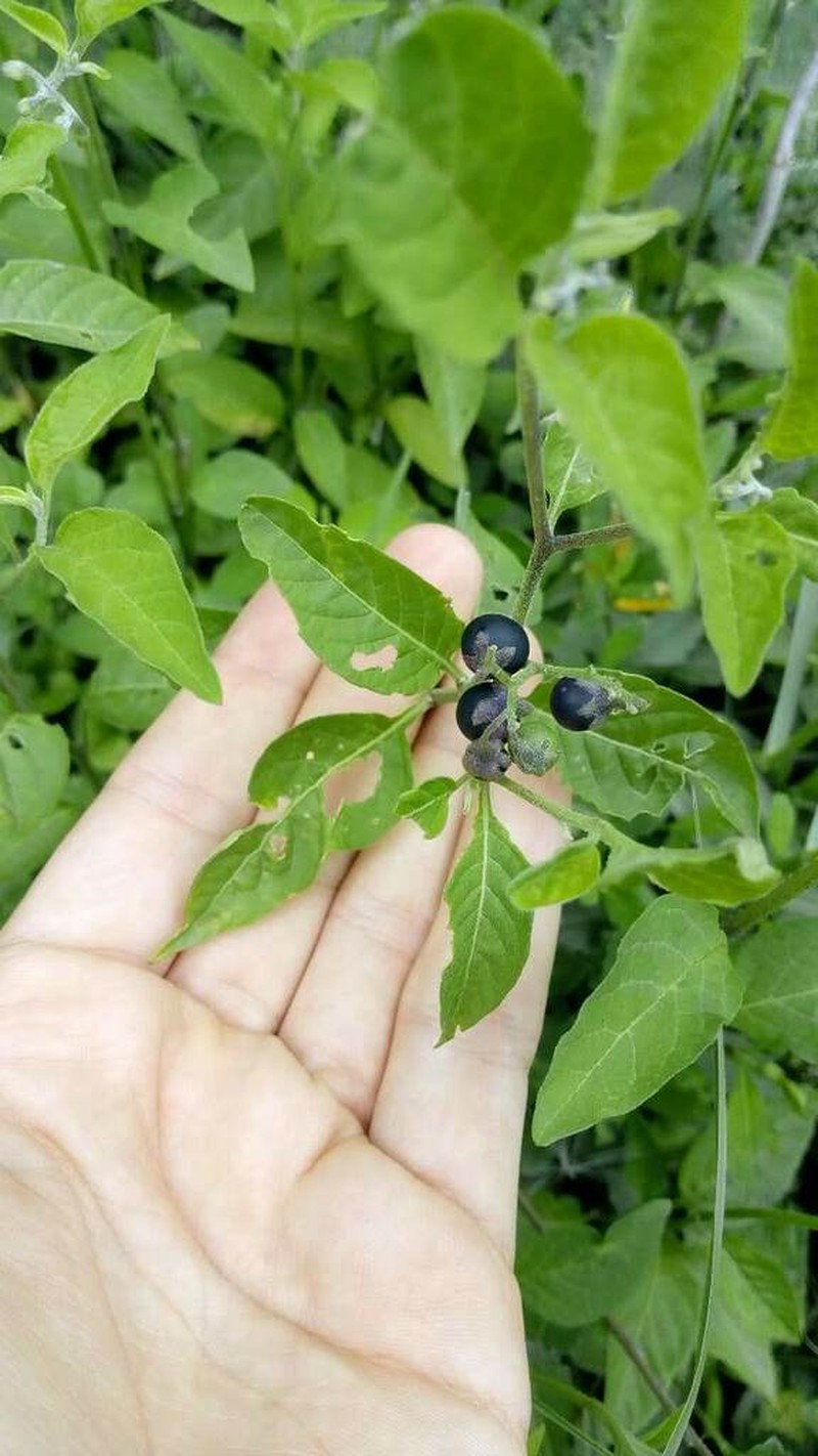 Solanum aloysiifolium photo 5