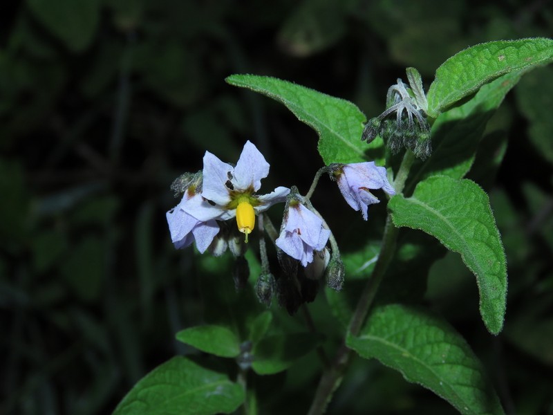 Solanum aloysiifolium photo 6