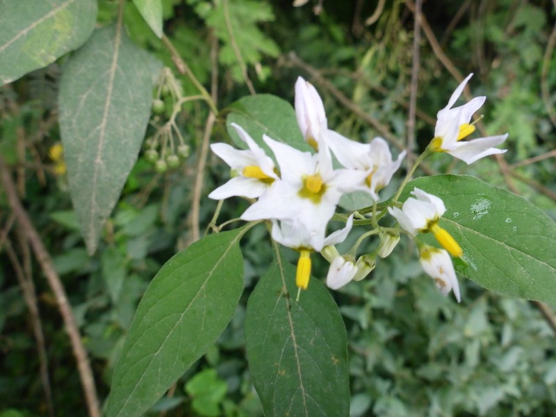 Solanum aloysiifolium photo 7