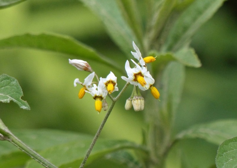 Solanum aloysiifolium photo 8