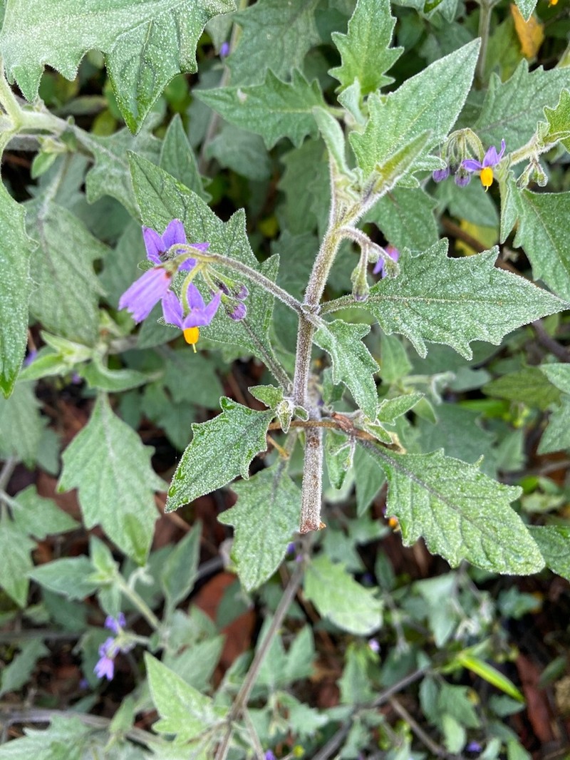 Solanum alpinum