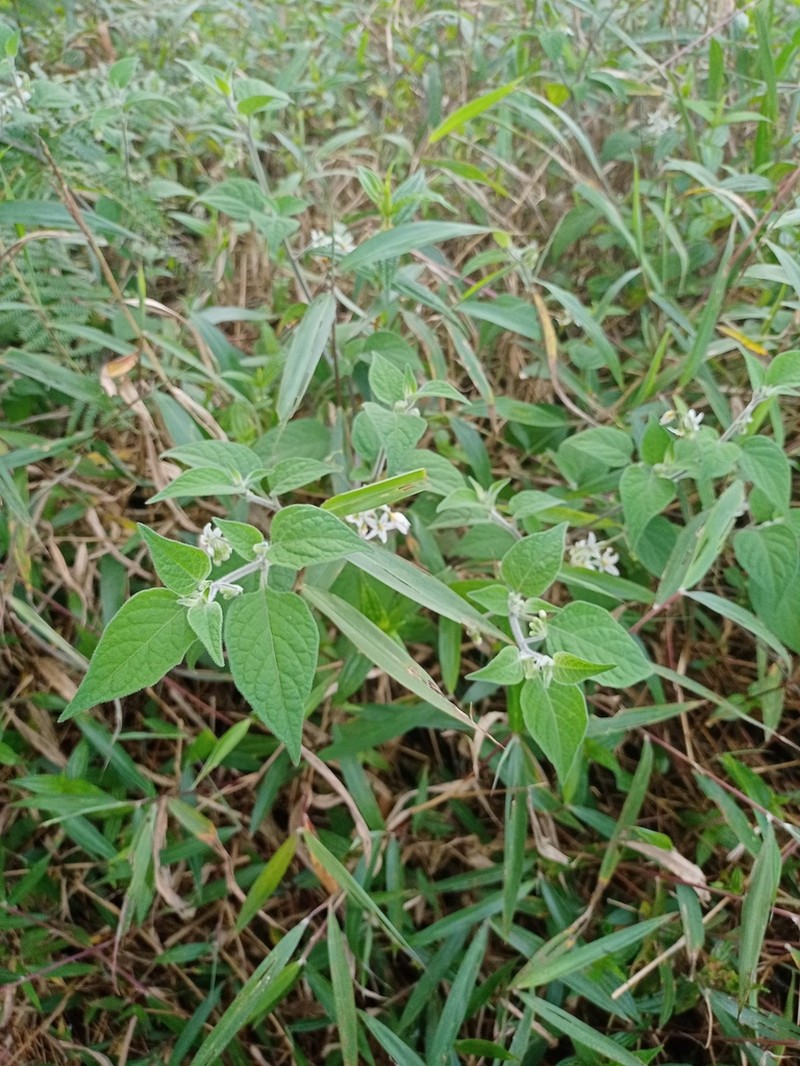 Solanum alpinum photo 2