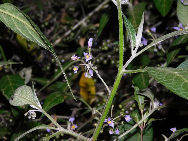 Solanum alpinum photo 3
