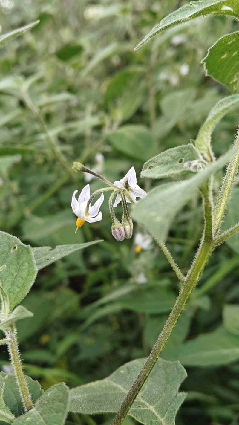 Solanum alpinum photo 4