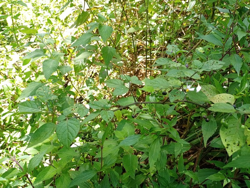 Solanum alpinum photo 5