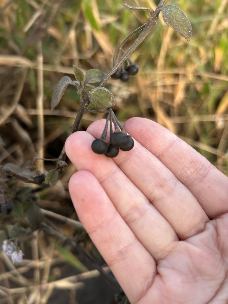 Solanum alpinum photo 6
