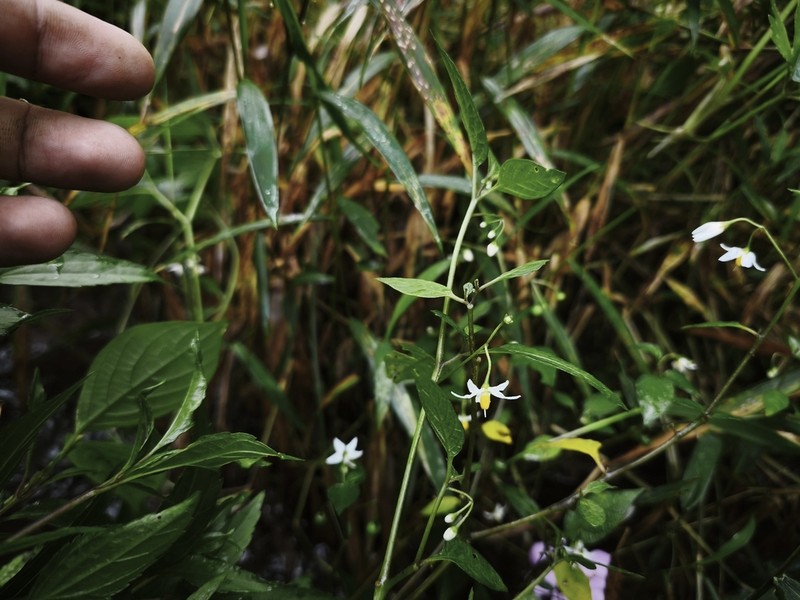 Solanum alpinum photo 7