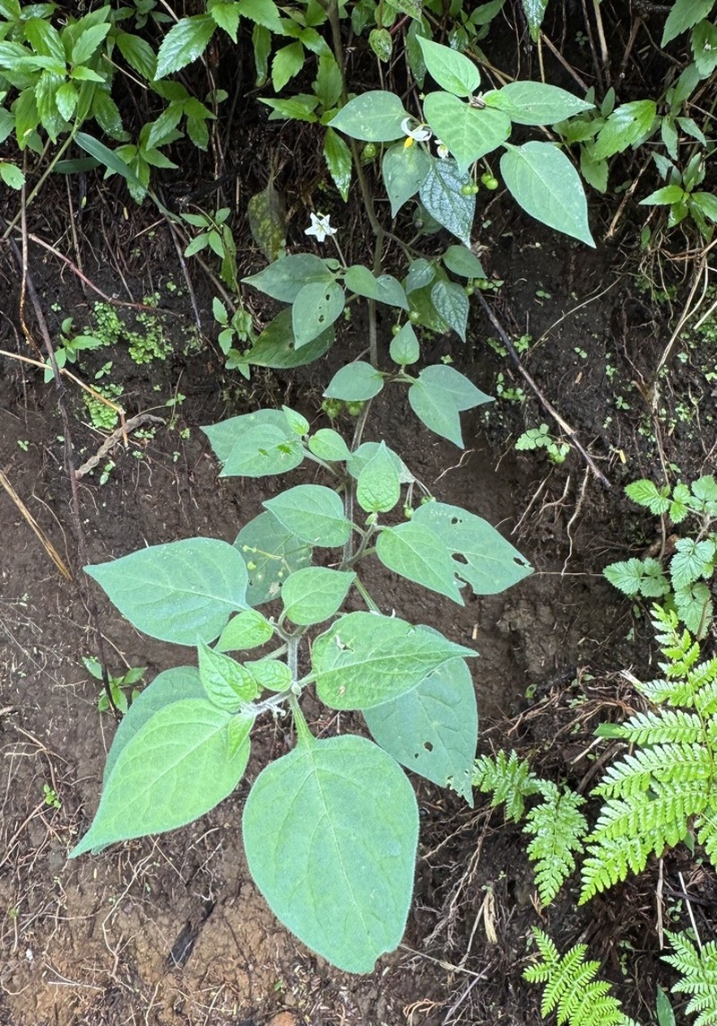 Solanum alpinum photo 8