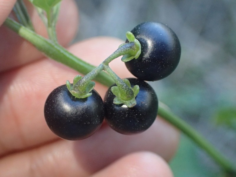 American Black Nightshade photo 3