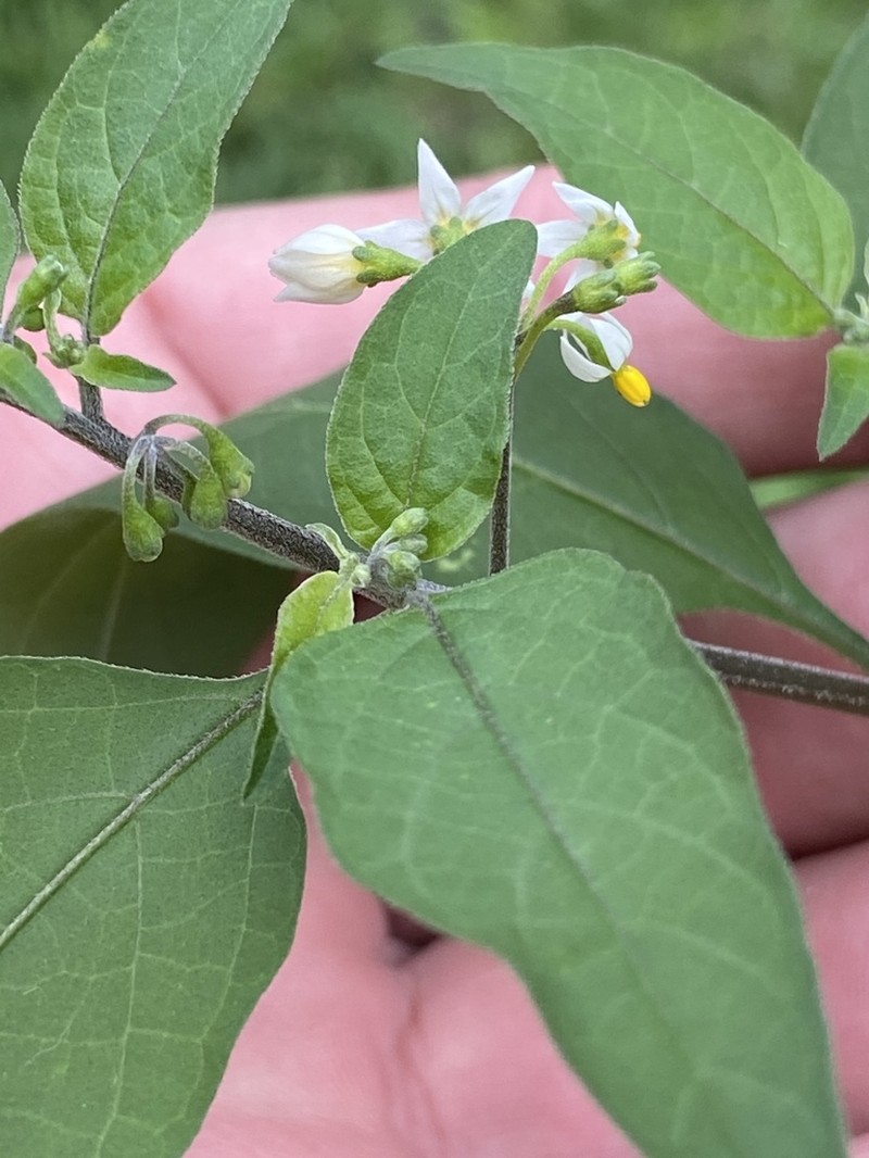 American Black Nightshade photo 4