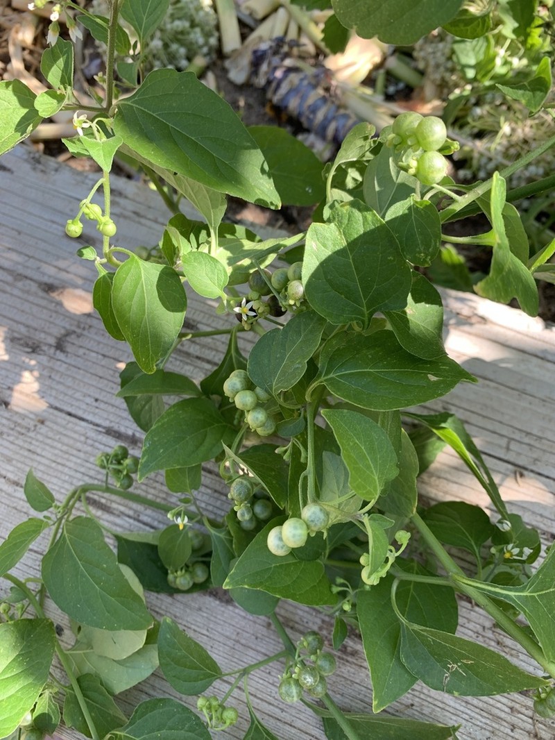 American Black Nightshade photo 5