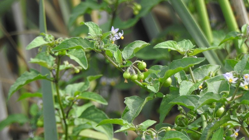 American Black Nightshade photo 6