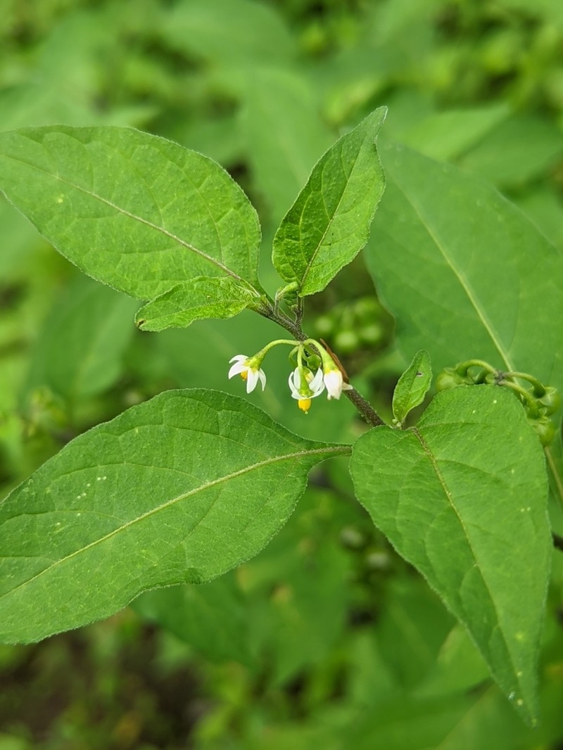 American Black Nightshade photo 7