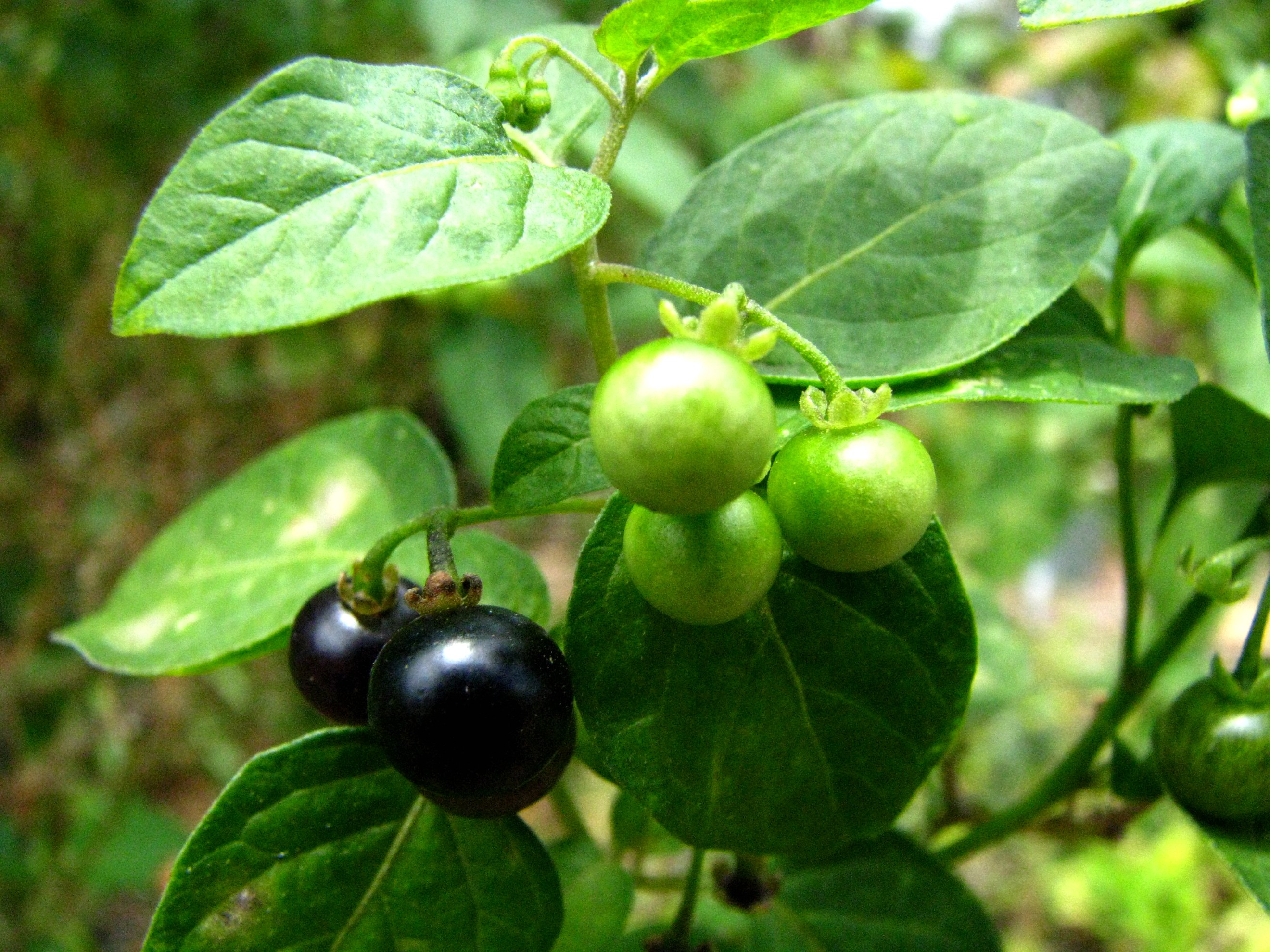 American Black Nightshade photo 5