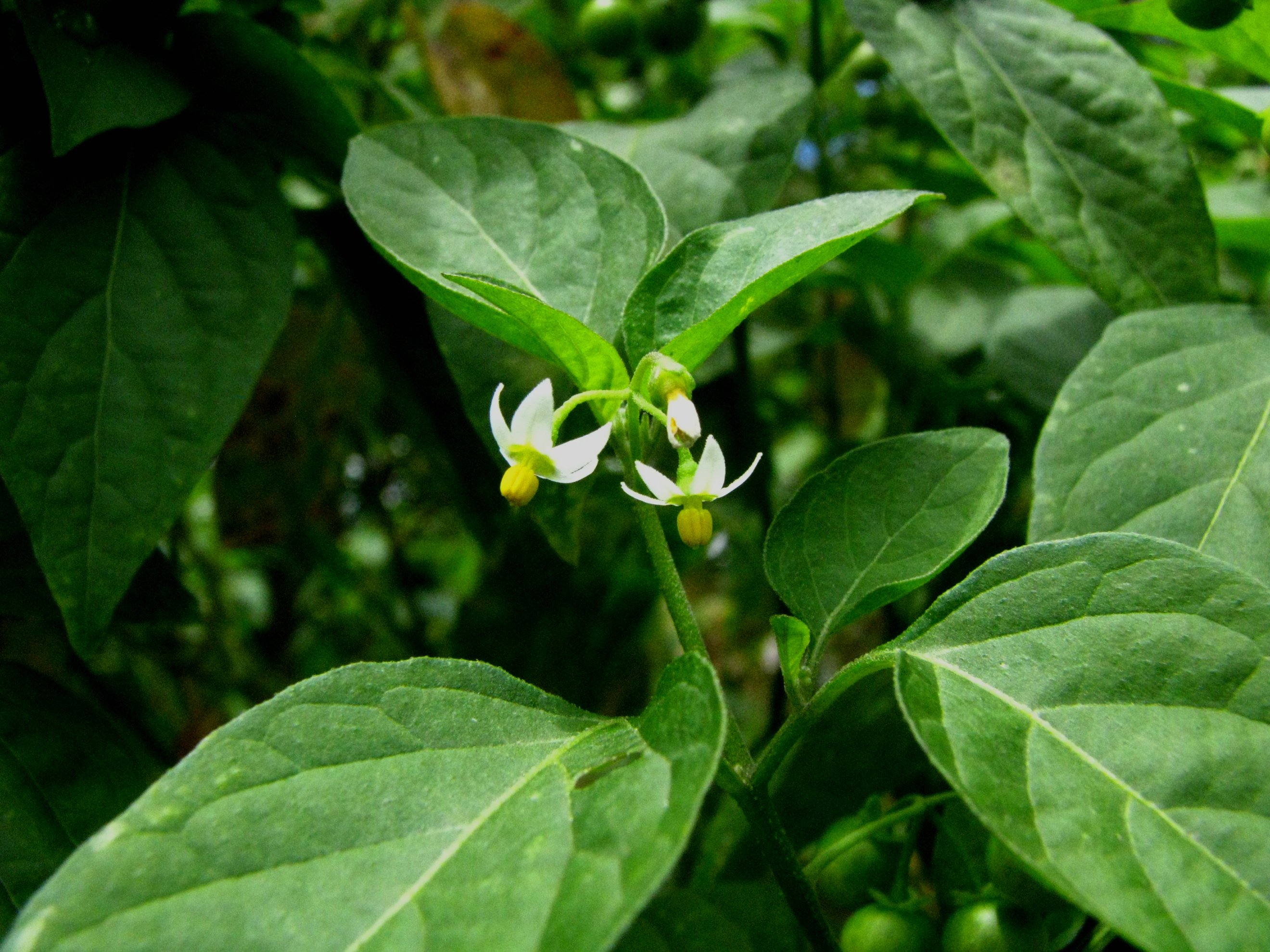 American Black Nightshade