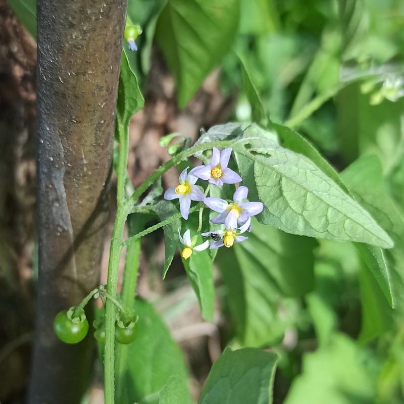 American Black Nightshade photo 2