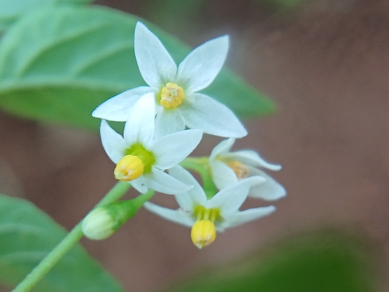 American Black Nightshade photo 3