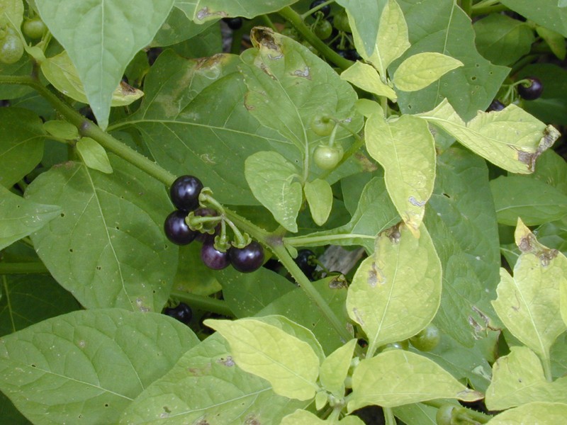 American Black Nightshade photo 4