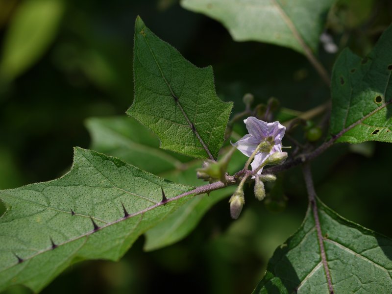 Solanum anguivi